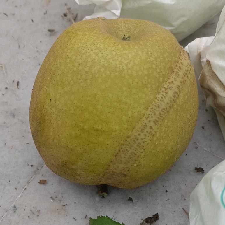 天天潇洒