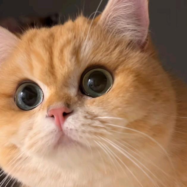 挖了个豆(ಡωಡ)