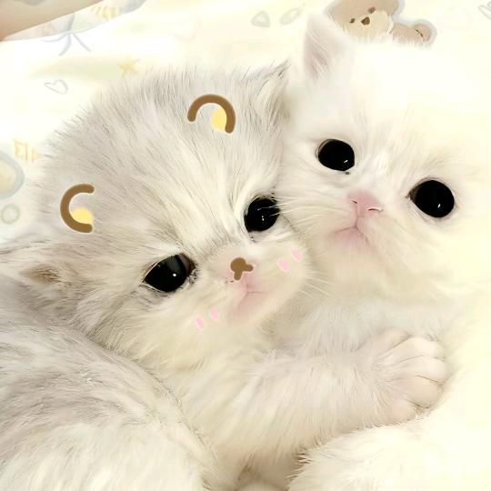 小小科kiyomi~