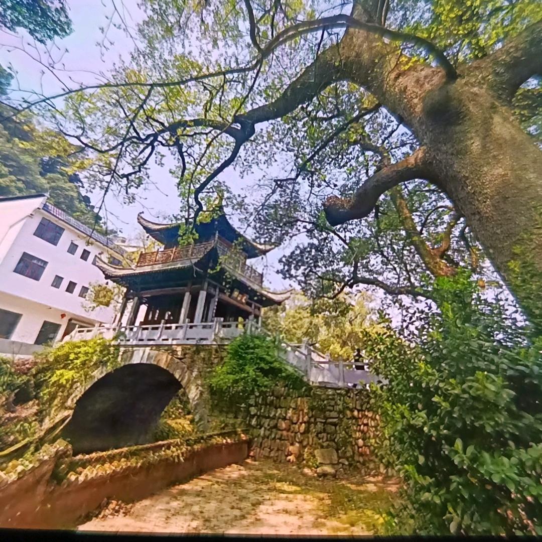 杨哥
