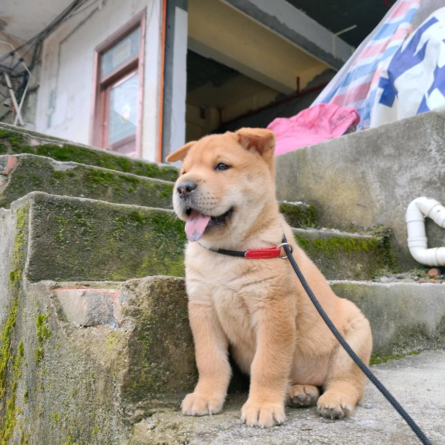 土猎中华田园犬（农村散养土狗）