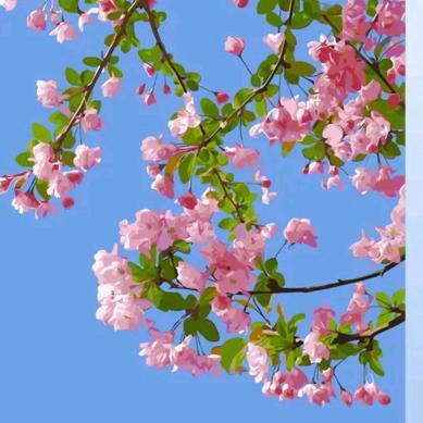 无忧花已开