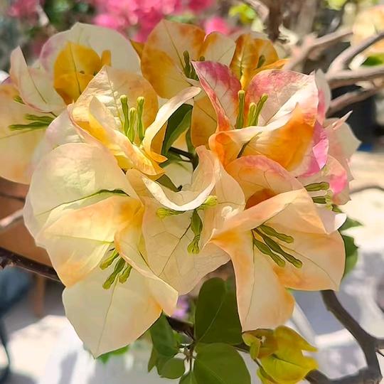 怡景三角梅花卉