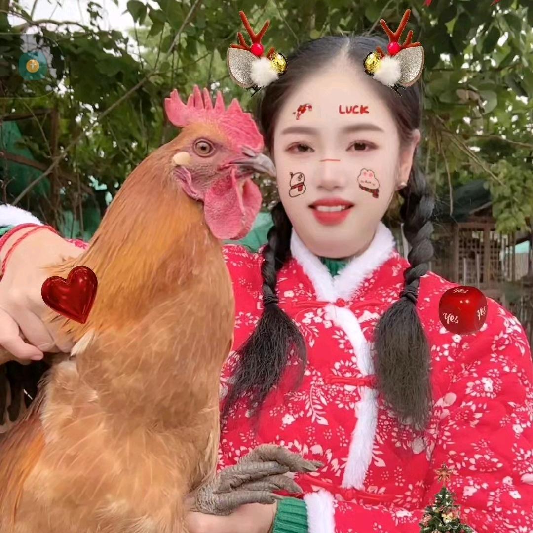 聋哑人小崔养鸡日记