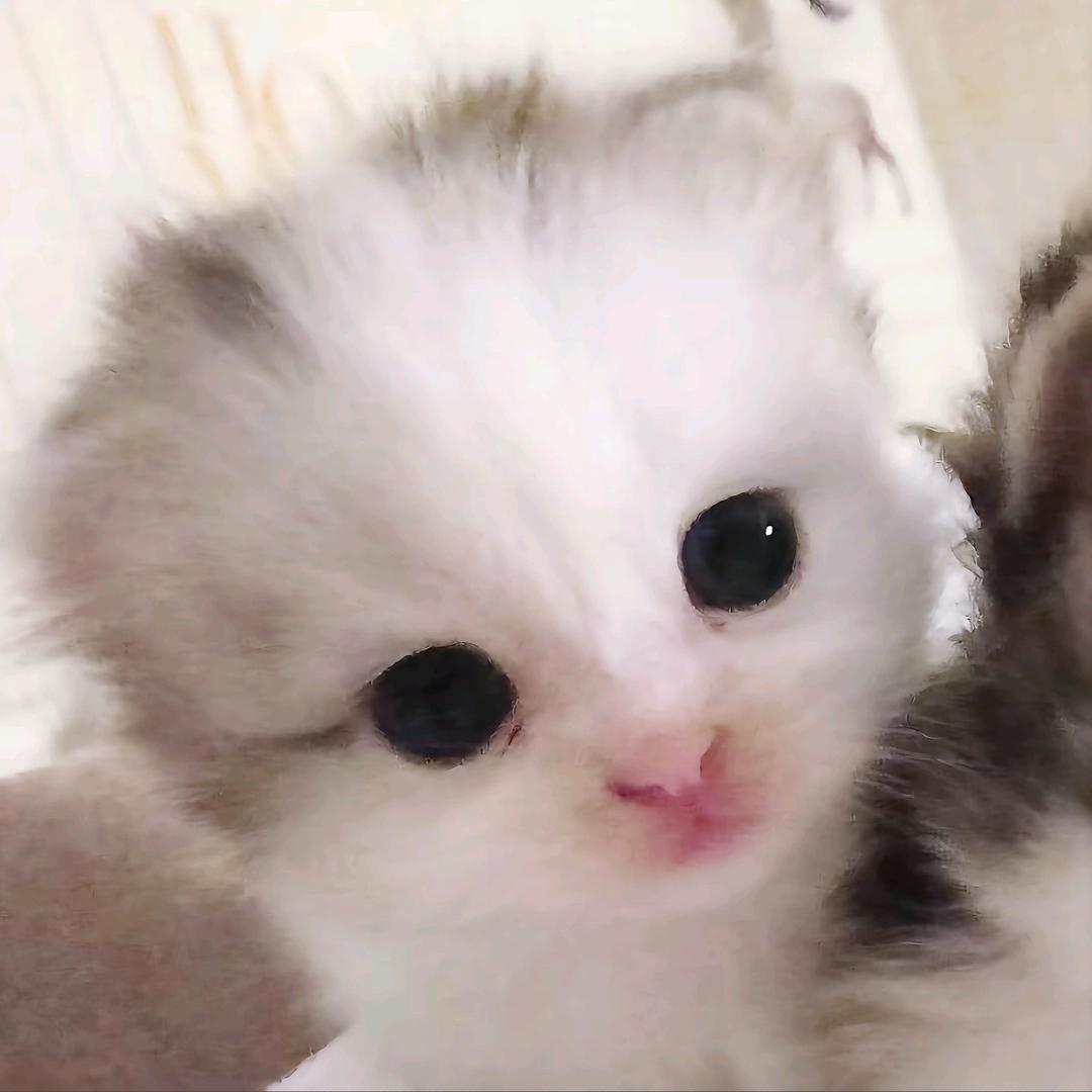 循冬时（永劫无间手游）