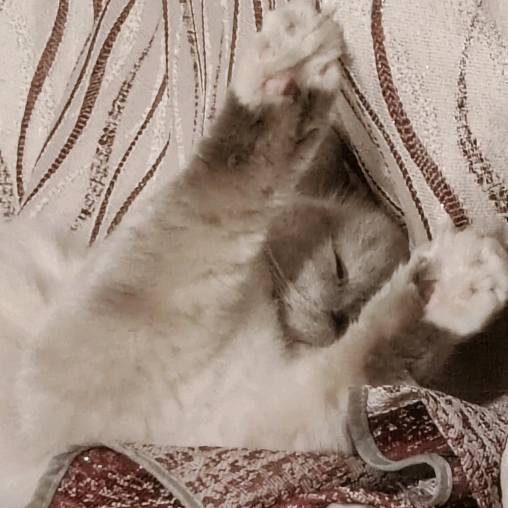 久世莲（剪刀起火版）