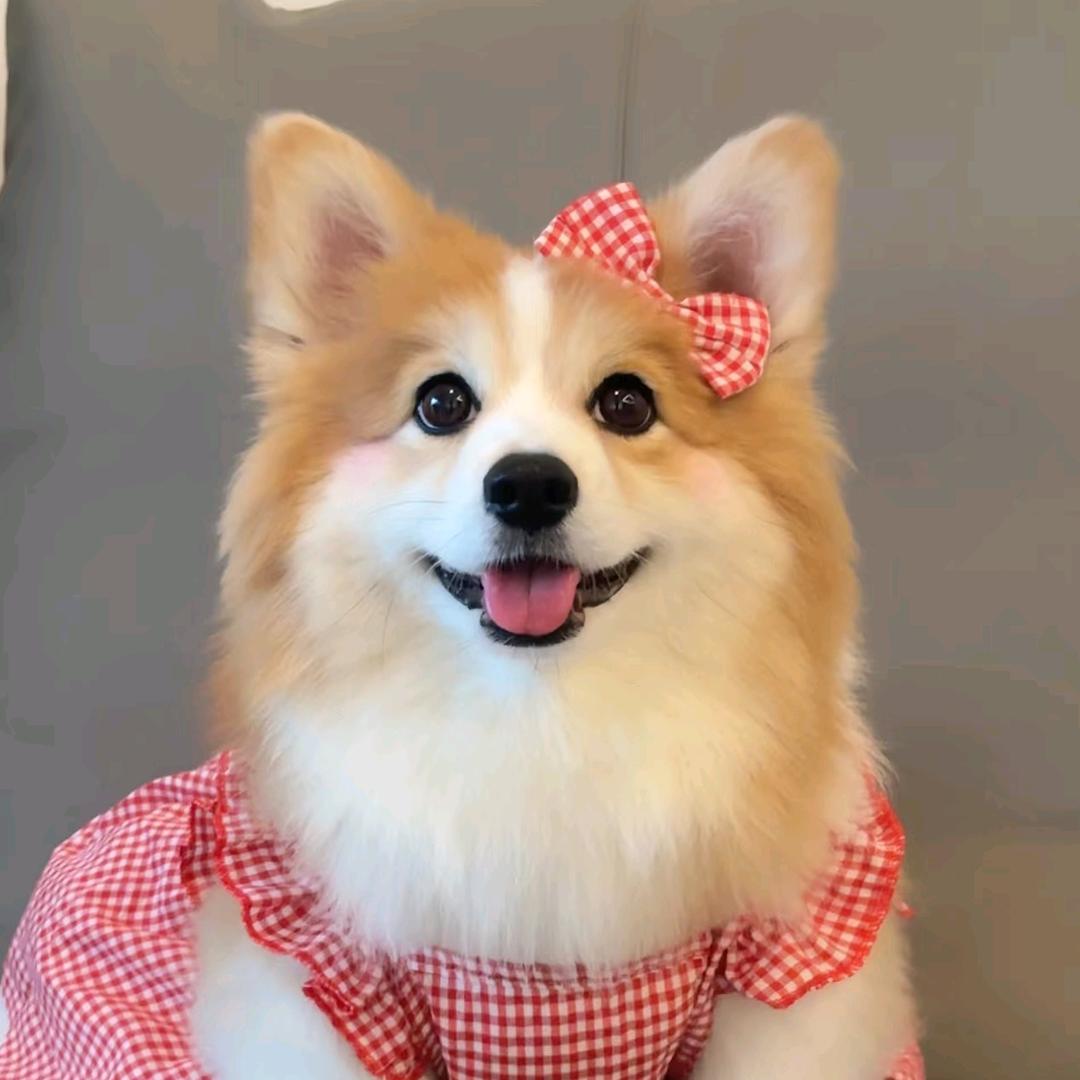 🐶旺了个旺～