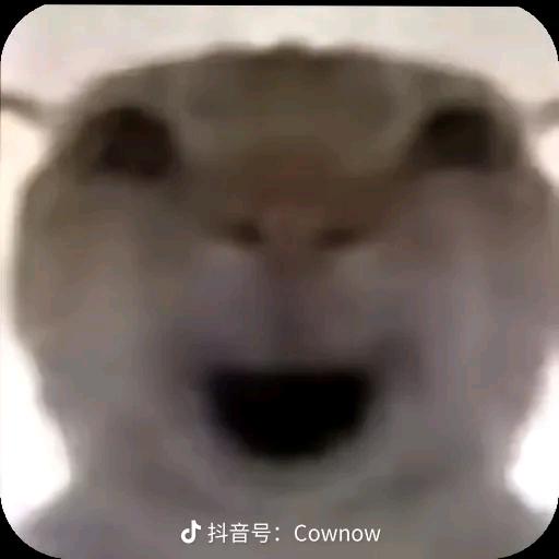 一只🐭