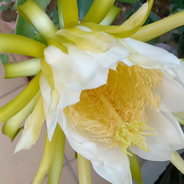🌹ල᭄🌸，相见ꦿ᭄࿐🌹