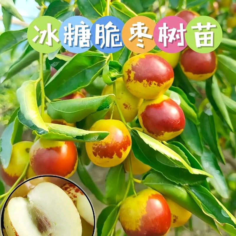 腾瑞果树苗木专营店花卉