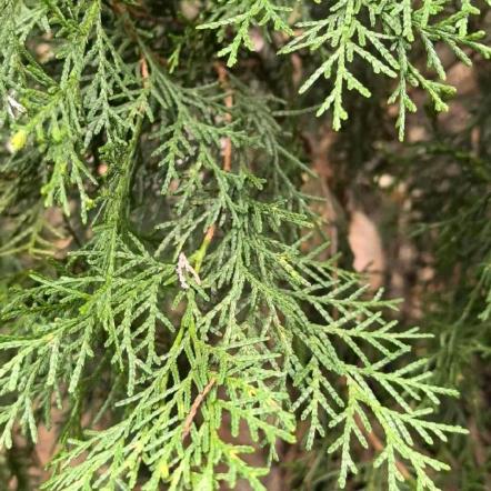 山货主播（小钦）