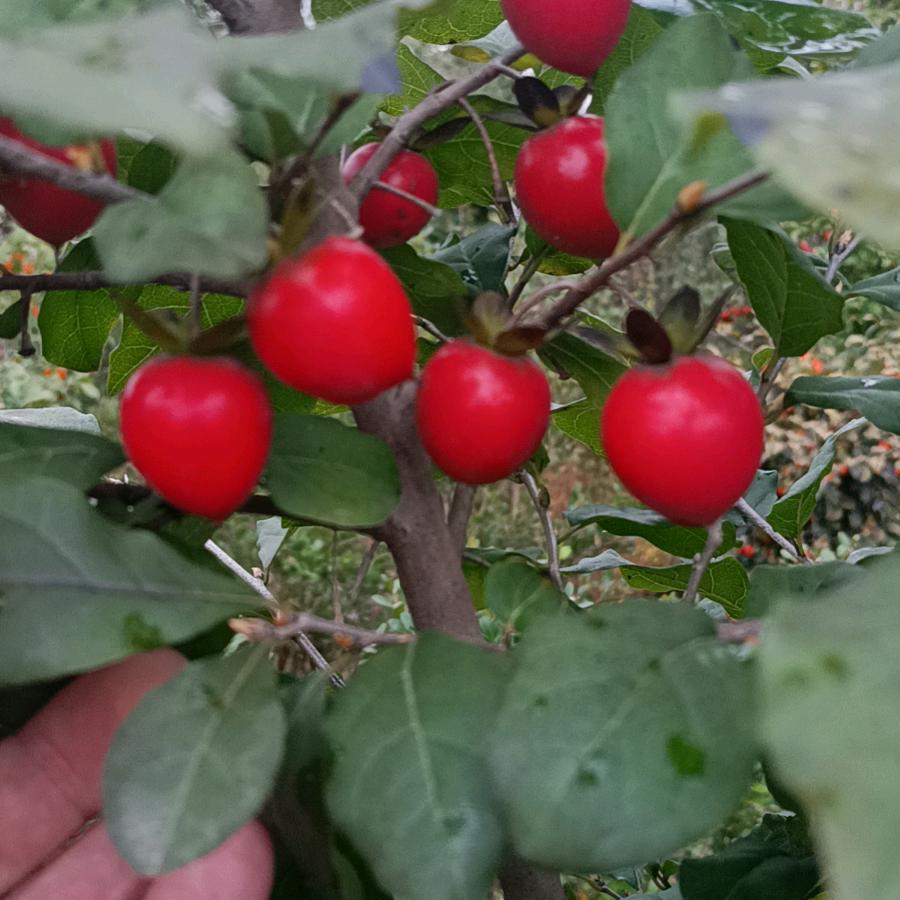 不要迷恋哥哥5840