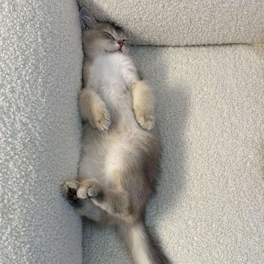 腊肠喵爱睡觉🐱