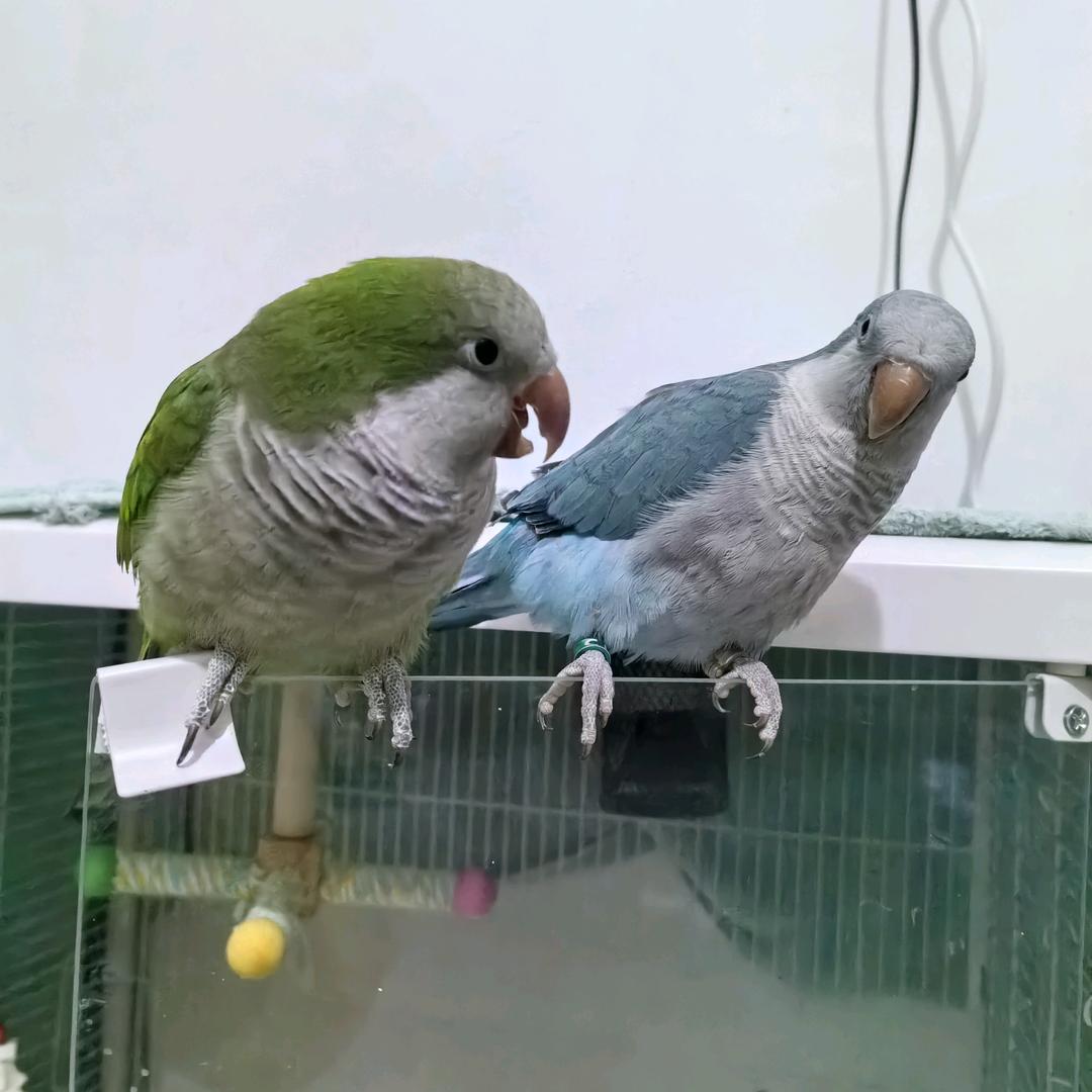 花元宠物
