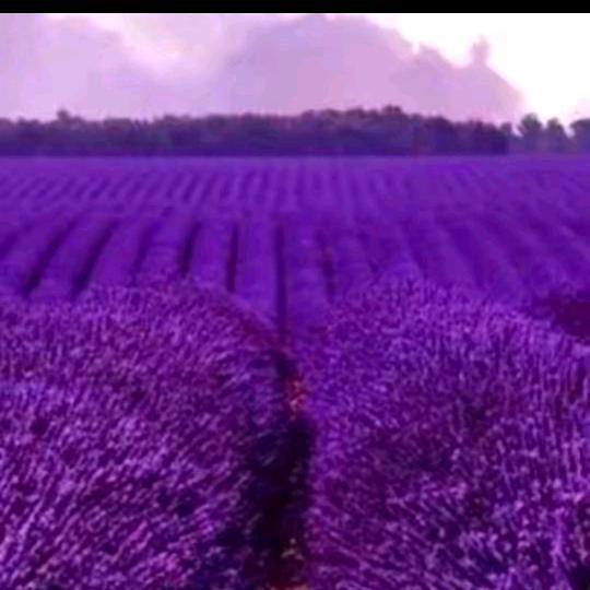 ᴸᶜ 🦊—4074微微一笑