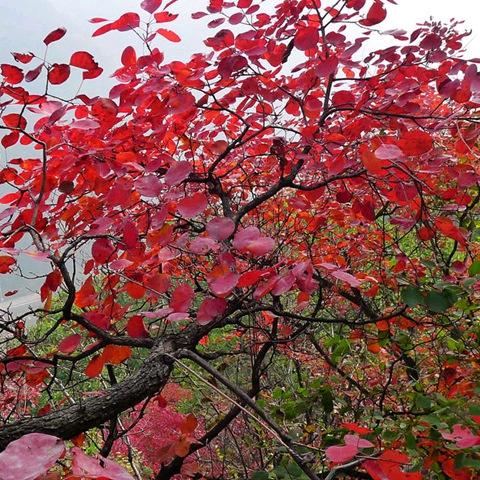 先陪百货坊（盆景)