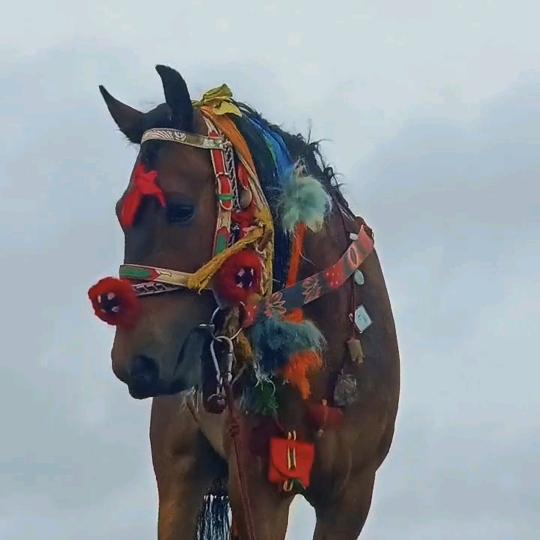 ࿐་གང.ཕྲུགསལ.རྒྱ.