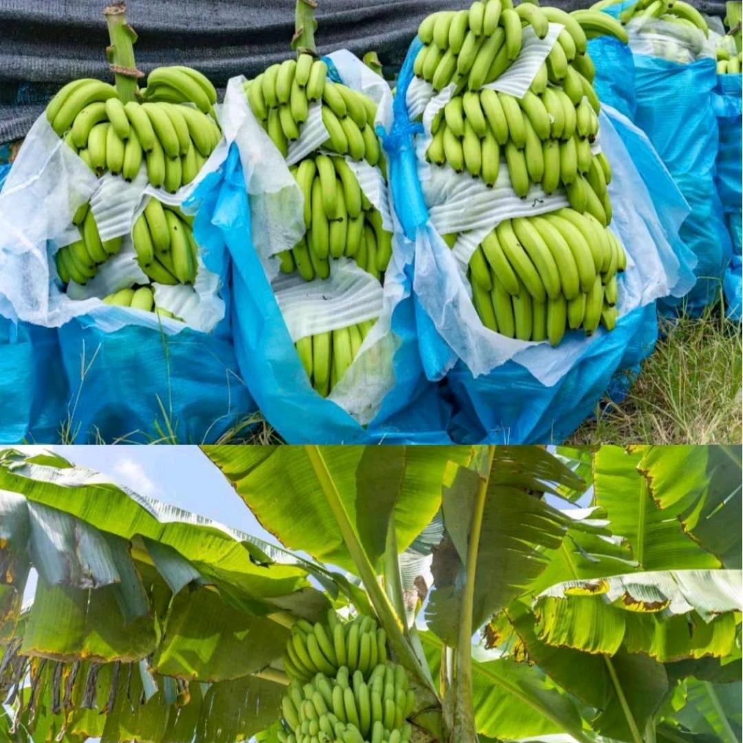 广西水果找慧姐