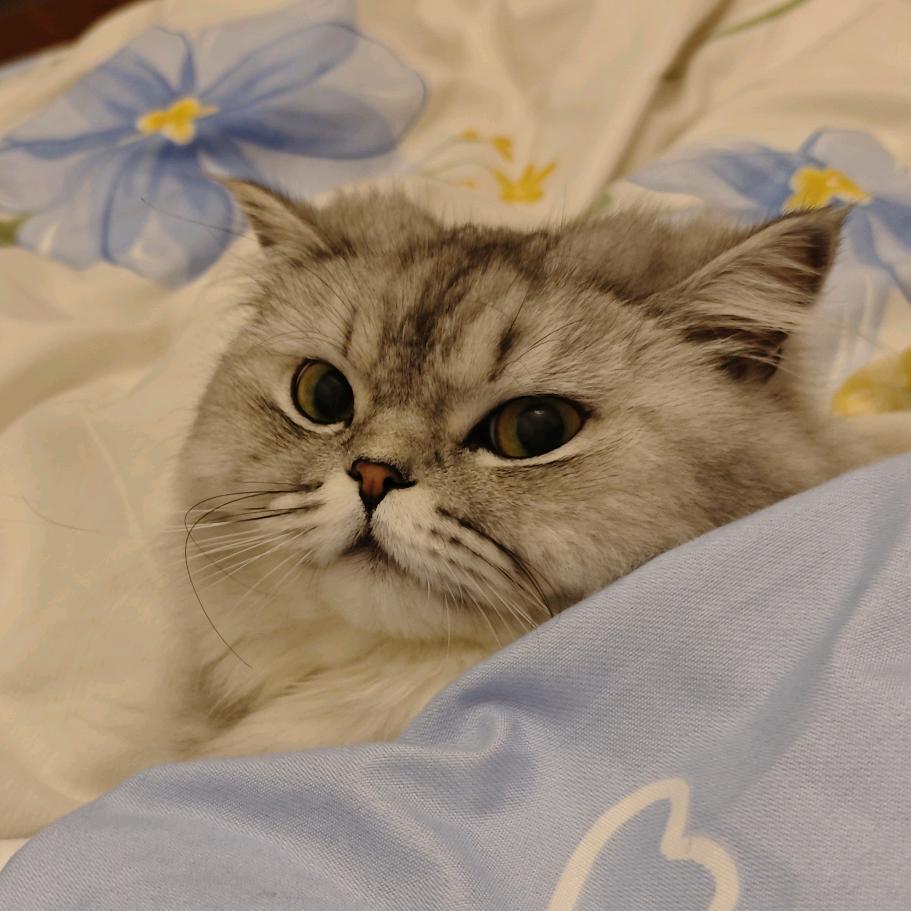 发发是捣蛋鬼