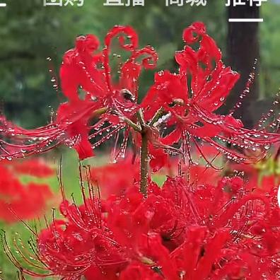 凤🌺
