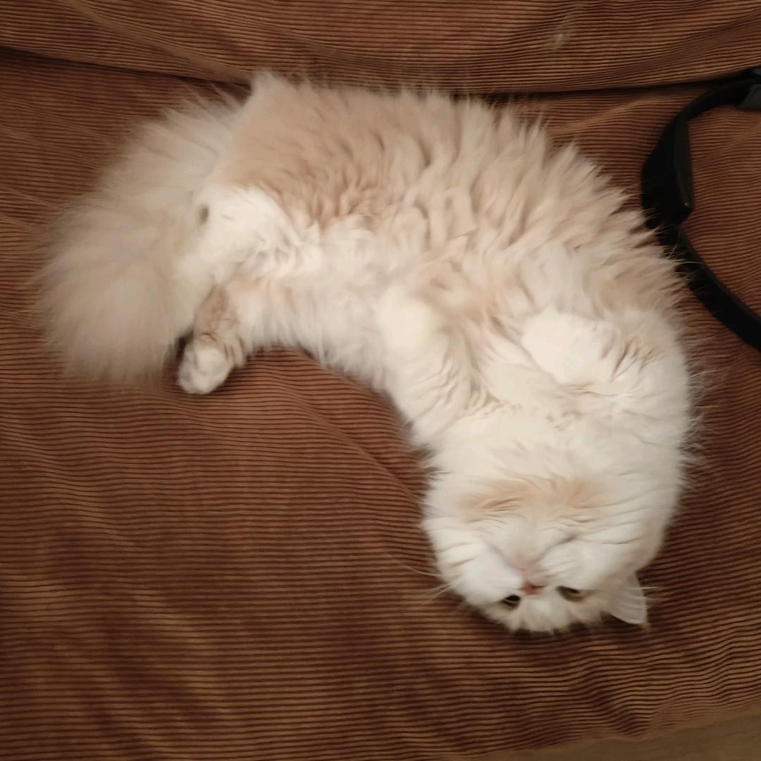 aa正宗乡里跑山鸡