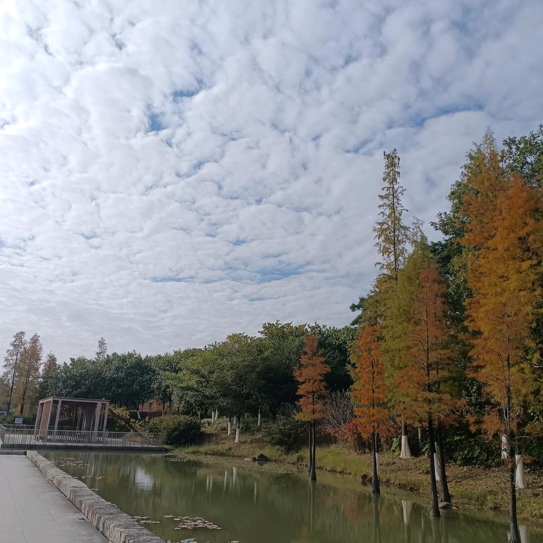 龙的传人