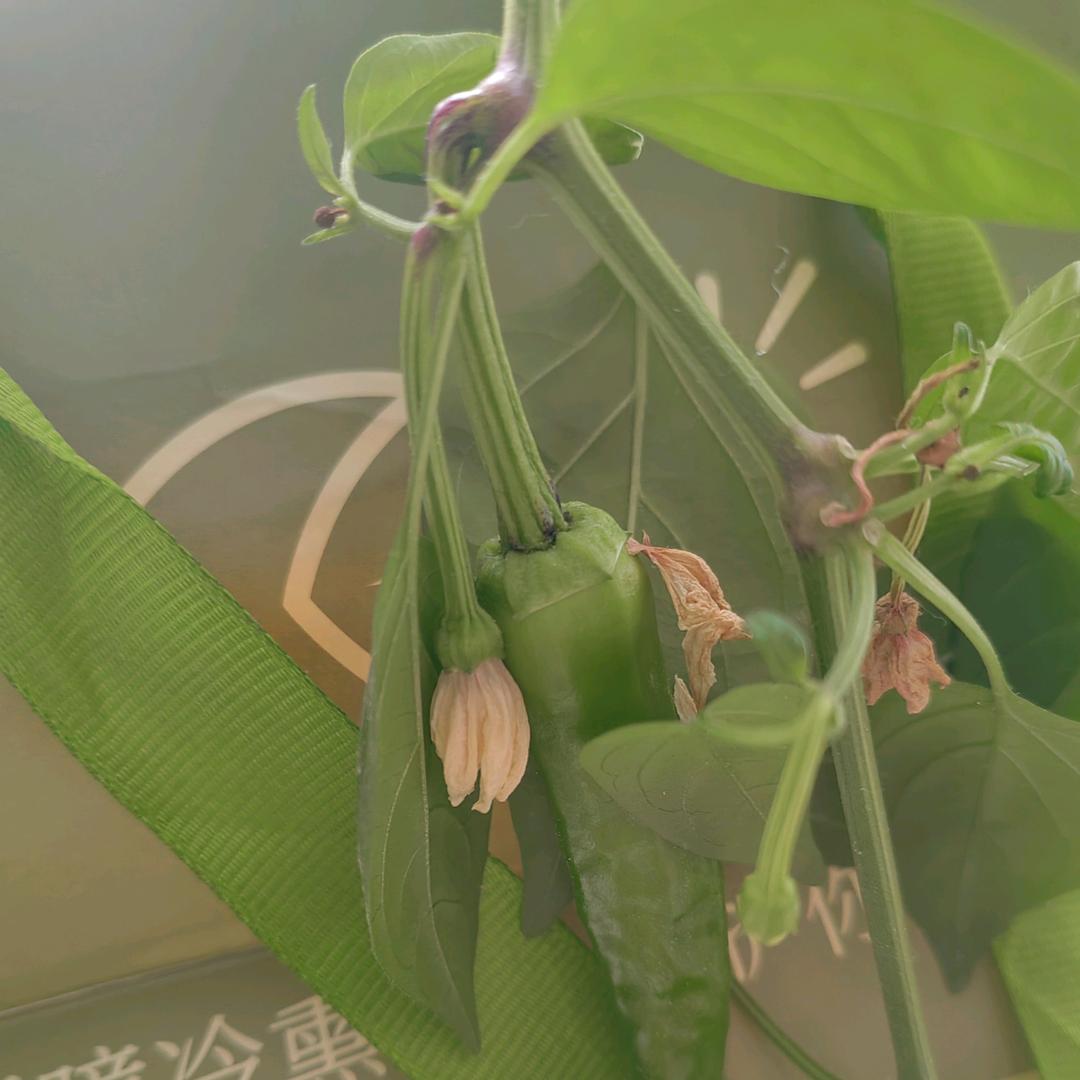 刘六