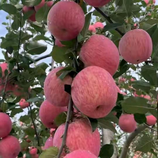 放羊歌