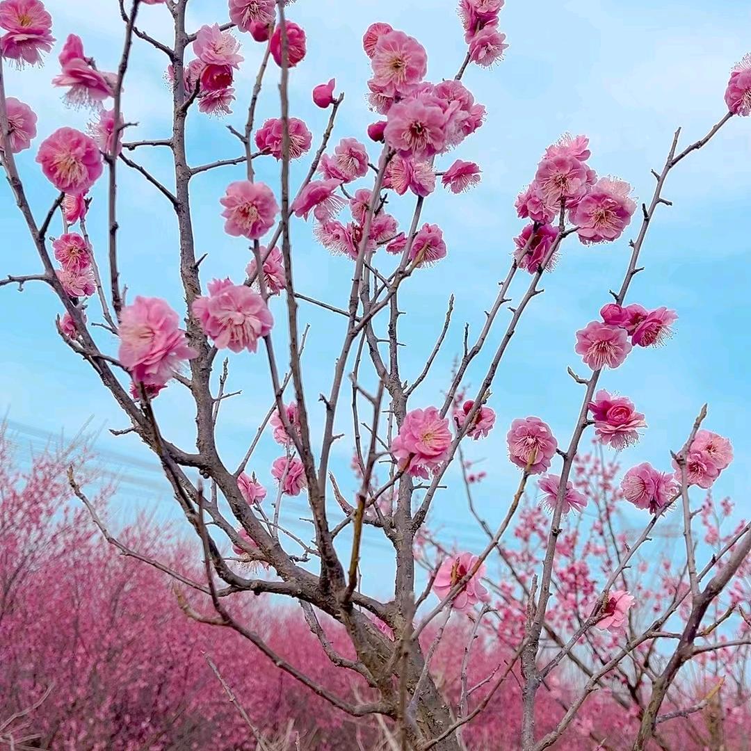 田园一木～玲玲