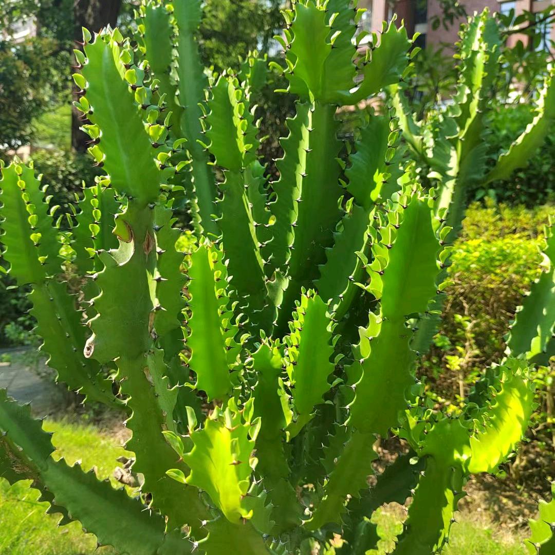 幸运小太阳☀️Fa