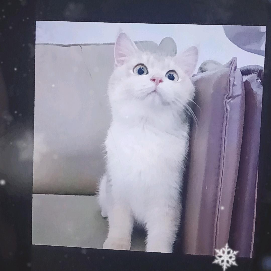 小弟