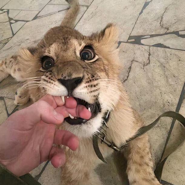 山西彭于晏