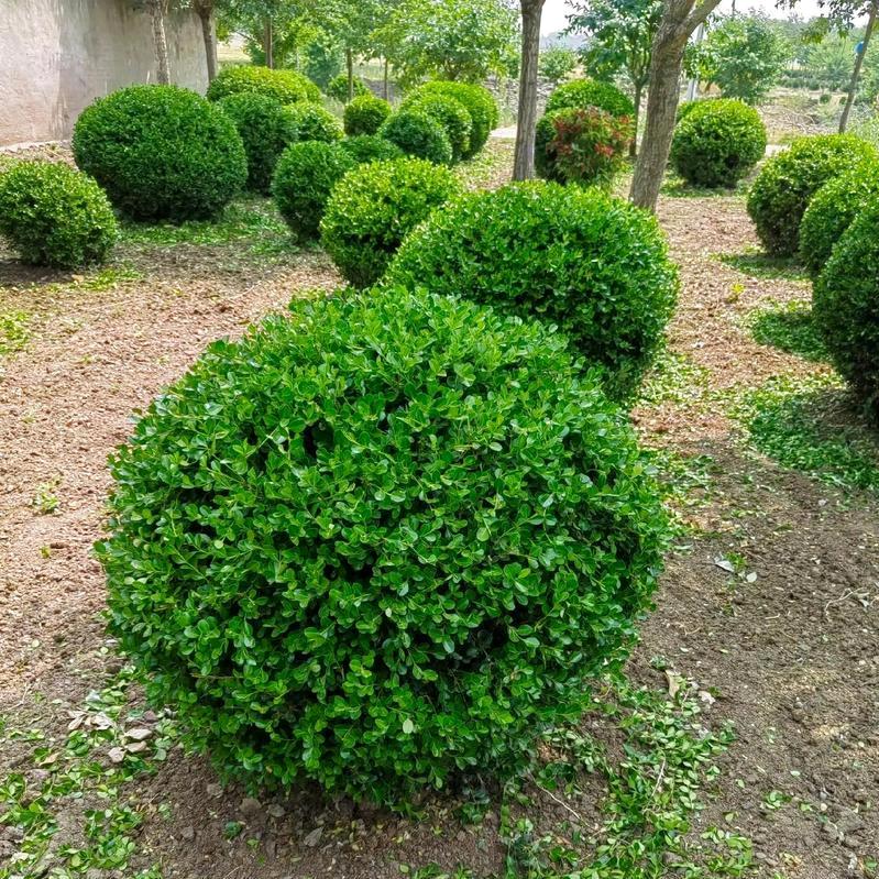 兴旺园林绿化苗木