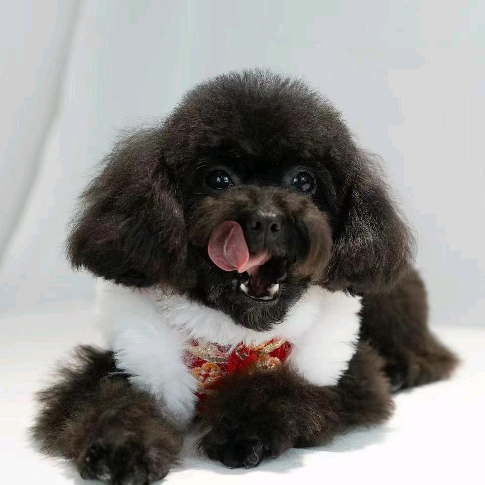 可爱妹妹是小煤球