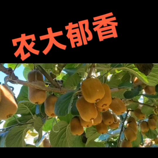 陕西龙大郁香猕猴桃🥝🥝 ⁹⁵⁸³