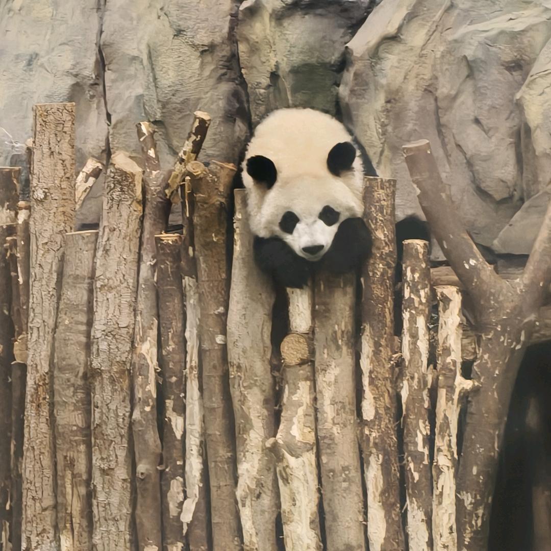 迷失的兔子警官