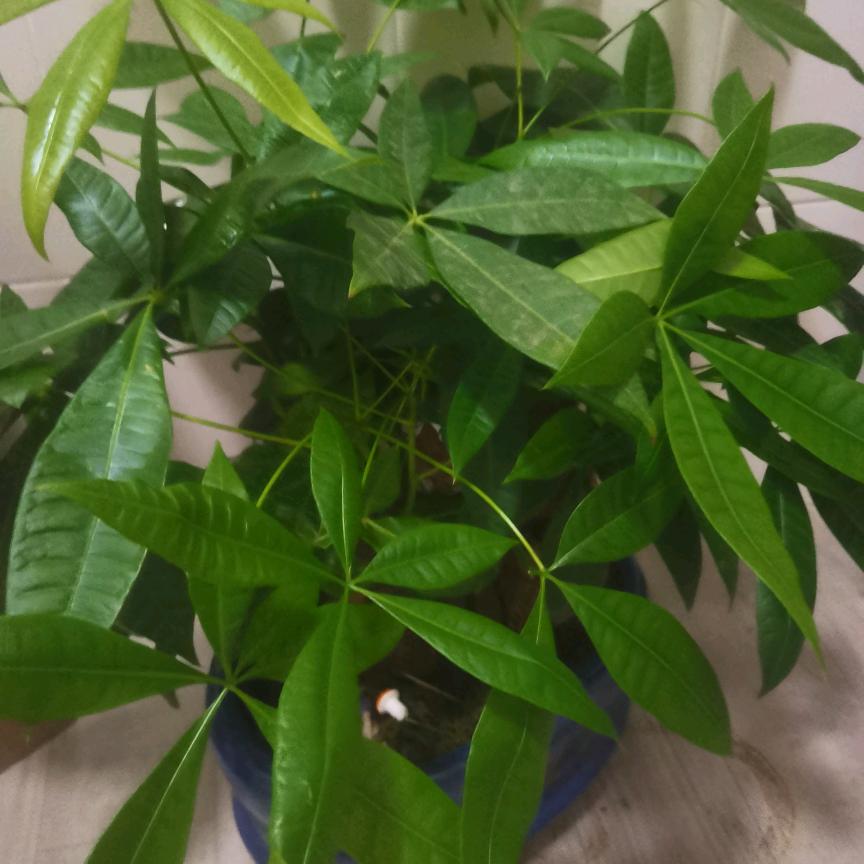 ૮₍♡♡₎ა余生，随💞心(♡>𖥦<)