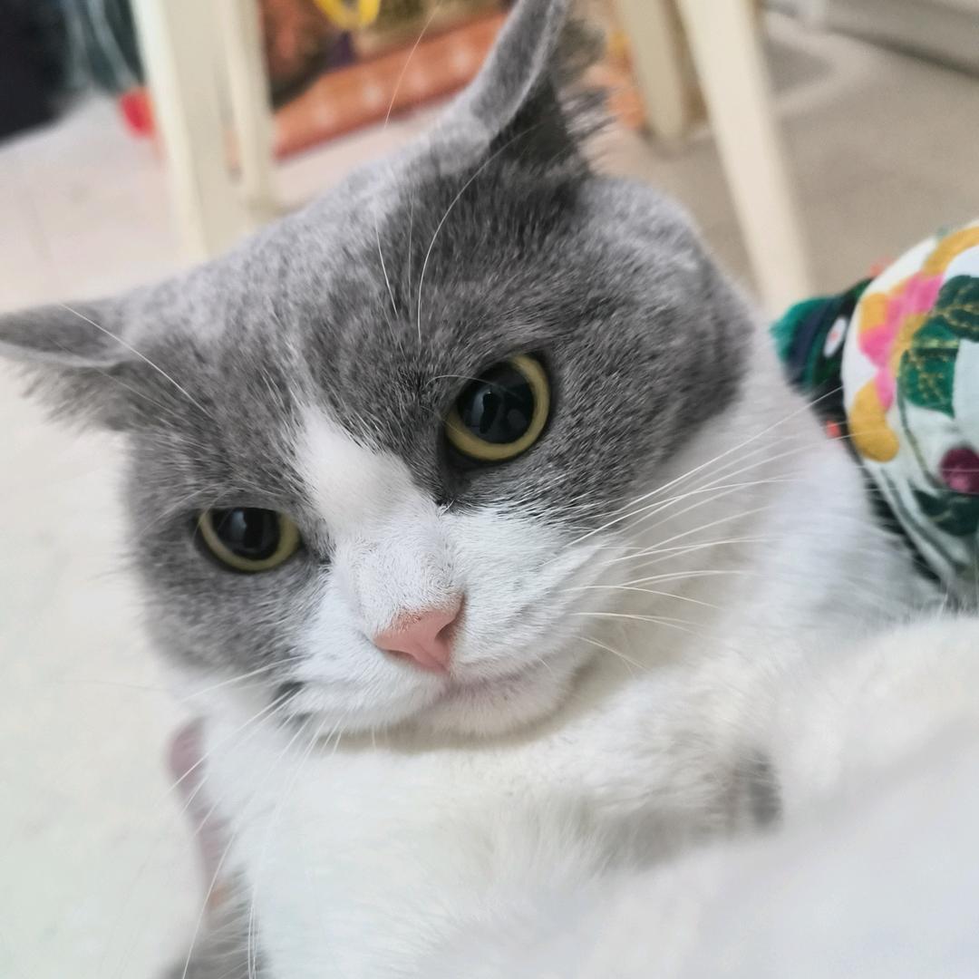 猫咪宝贝招财