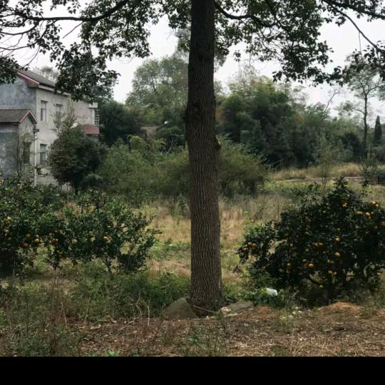 九街拳王（晚上6点半）直播