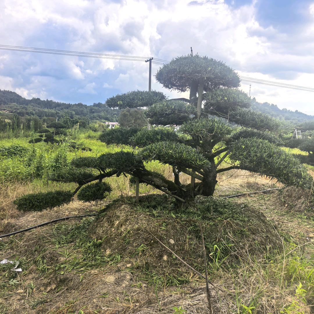 浏阳市永和镇李益蛟异型罗汉松