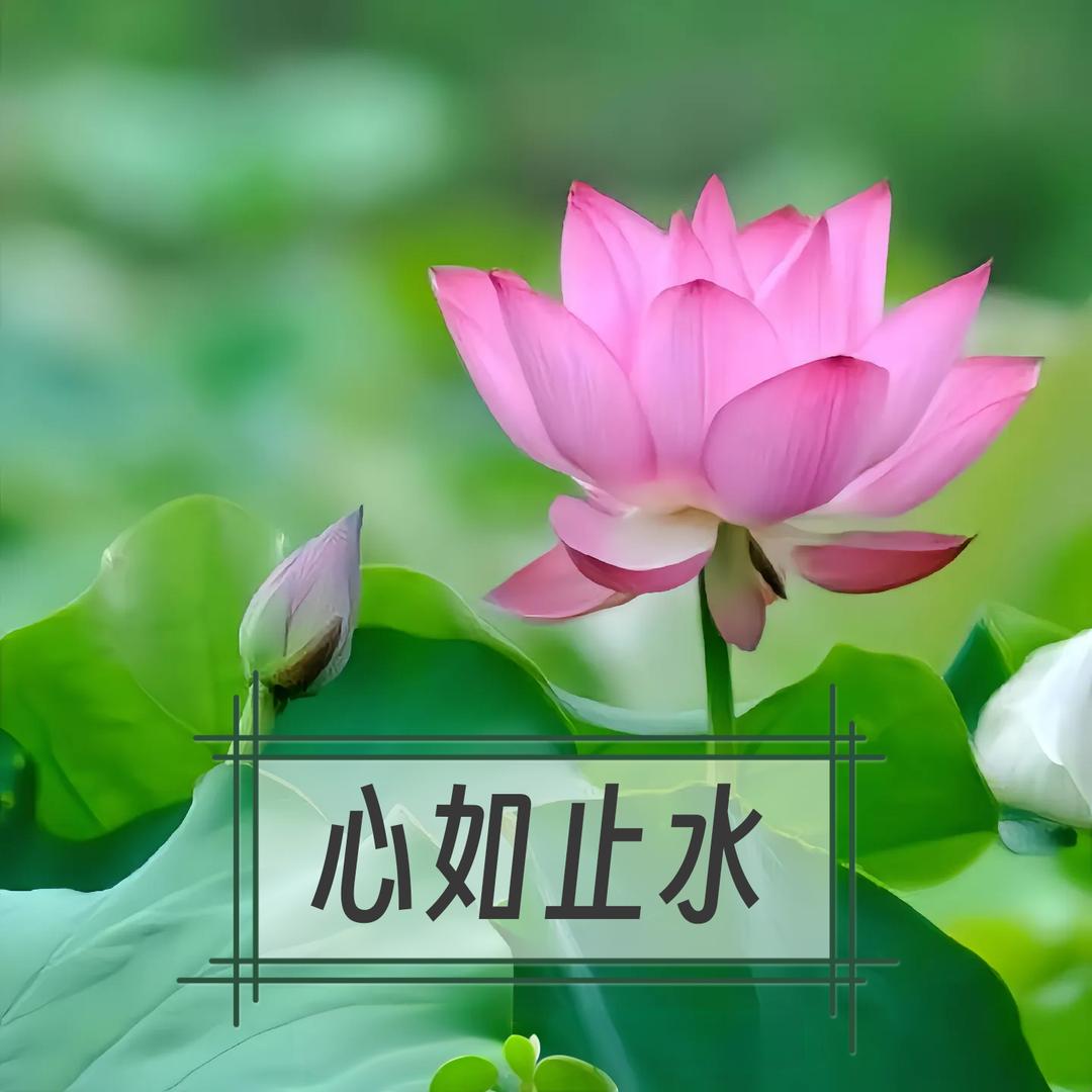 刘桂芬