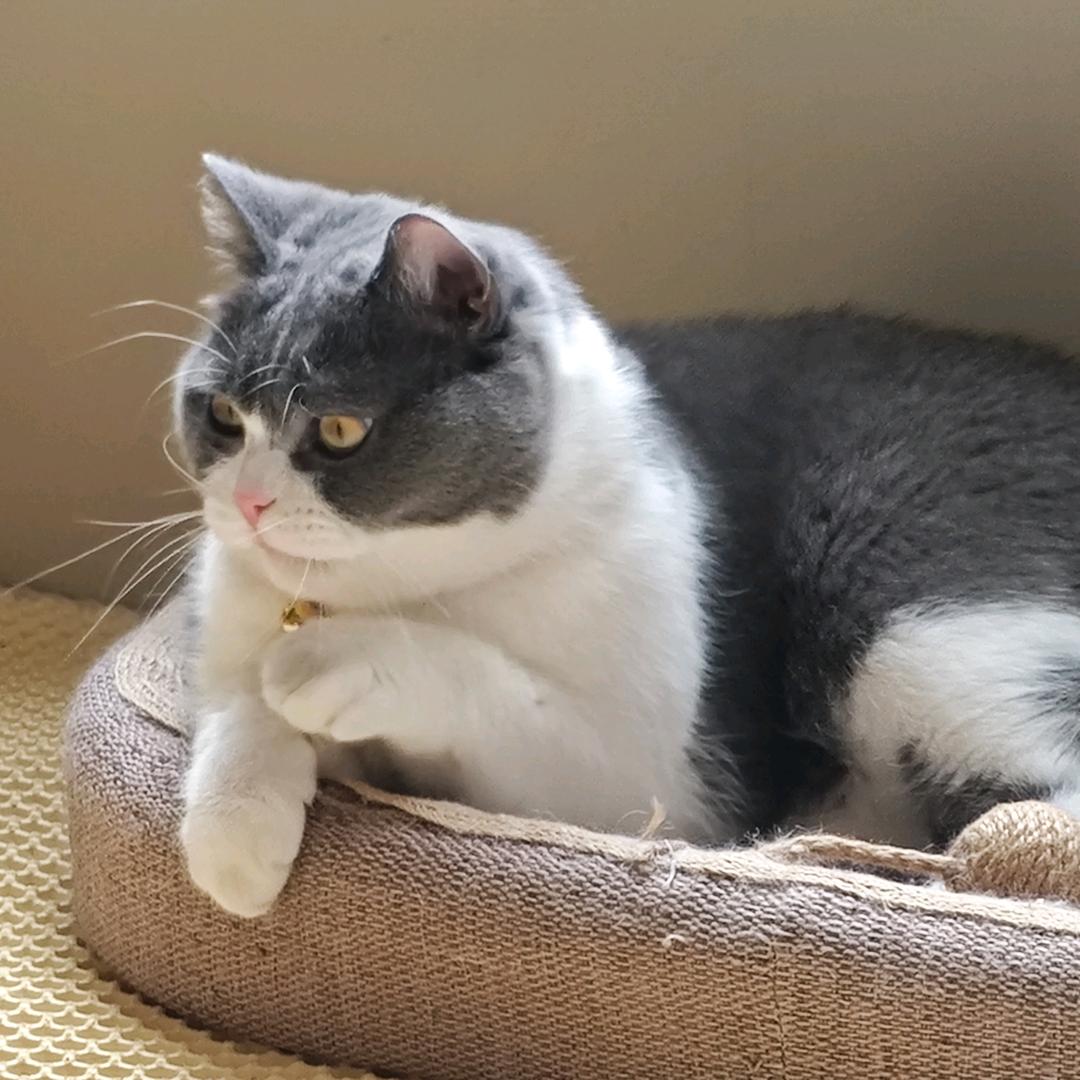 catcat