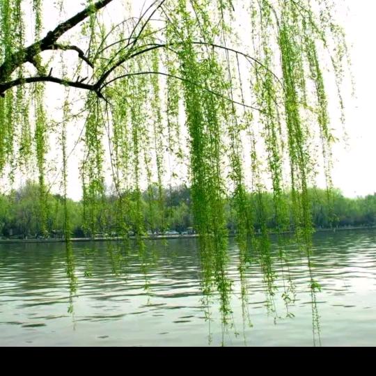 自娱自乐(口琴)