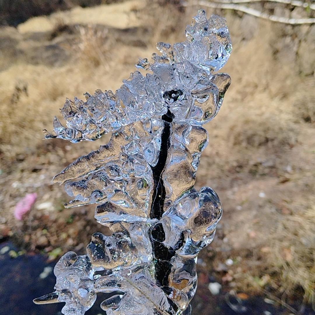 草木一秋