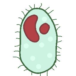 草履虫