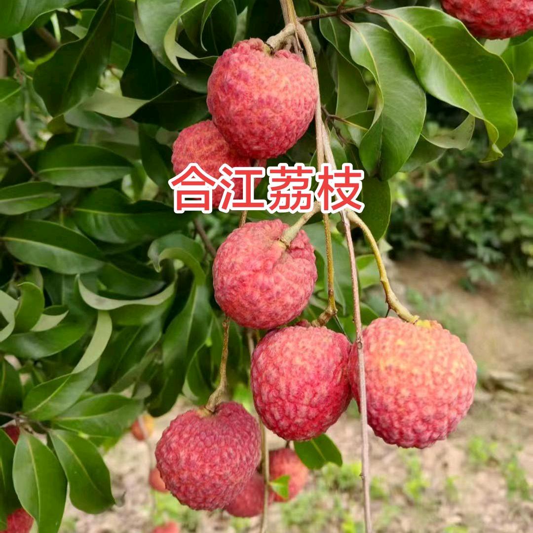泸州桂园荔枝小妹