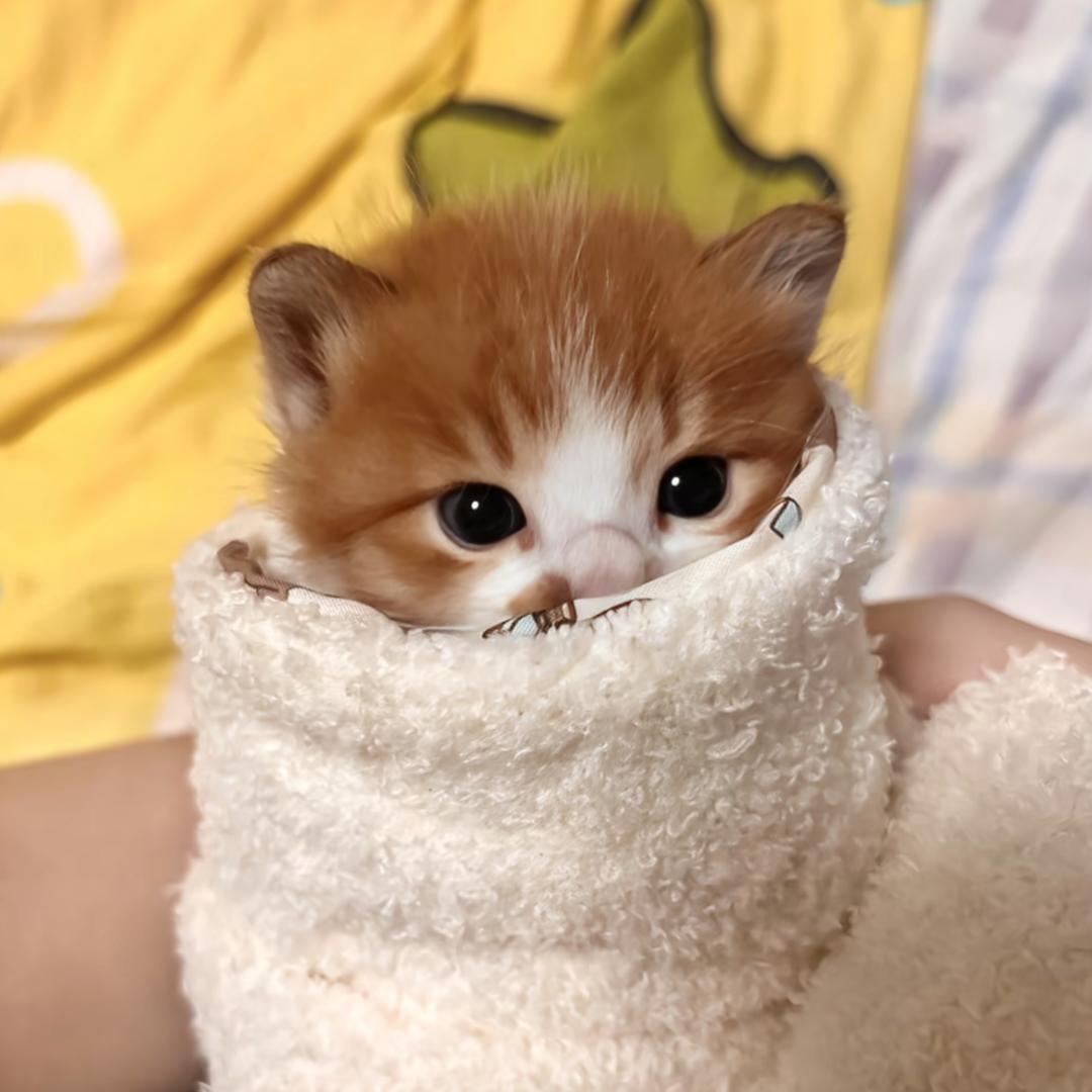 吃我一记喵喵拳