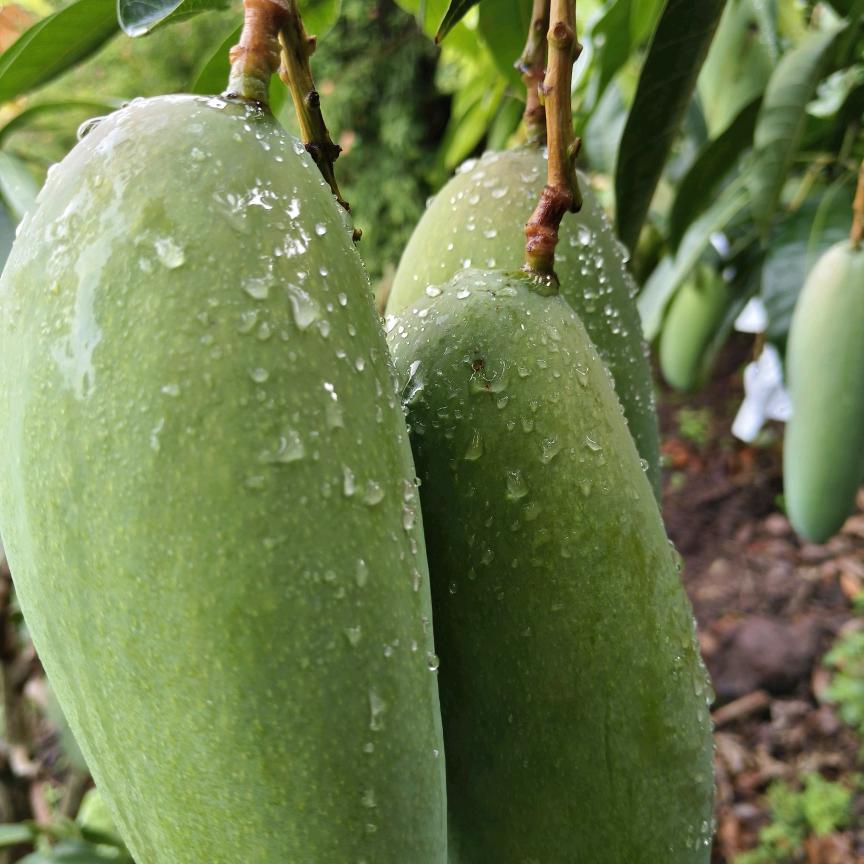 兰六姐：晚6：30开播