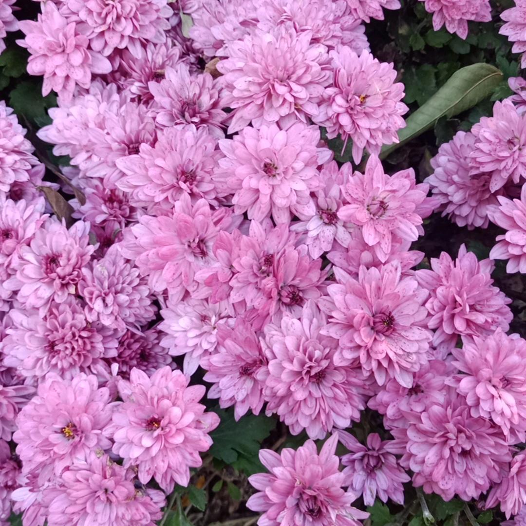 争霸三国弗莱迪