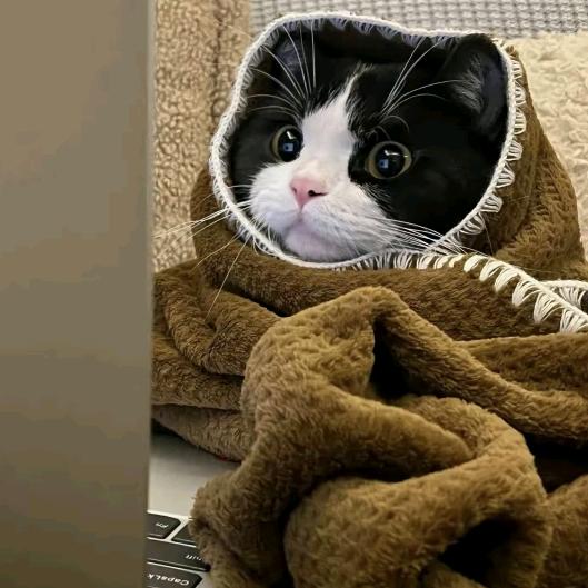 蹦迪的猫